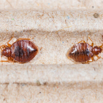 Bed Bug Bites &#8211; Symptoms and Treatment Options