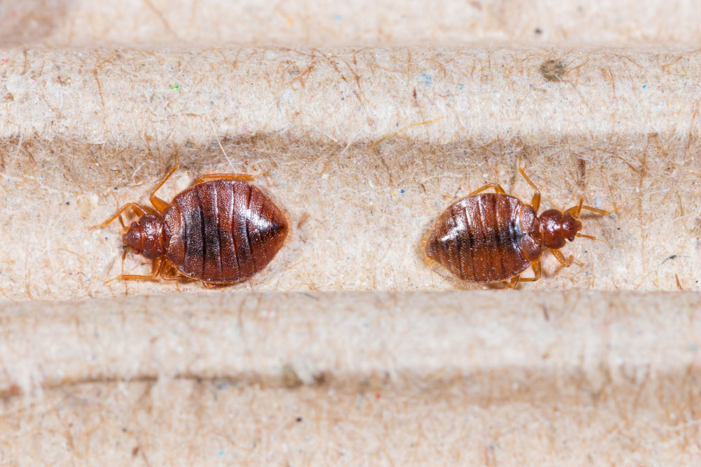 Bed Bug Bites &#8211; Symptoms and Treatment Options