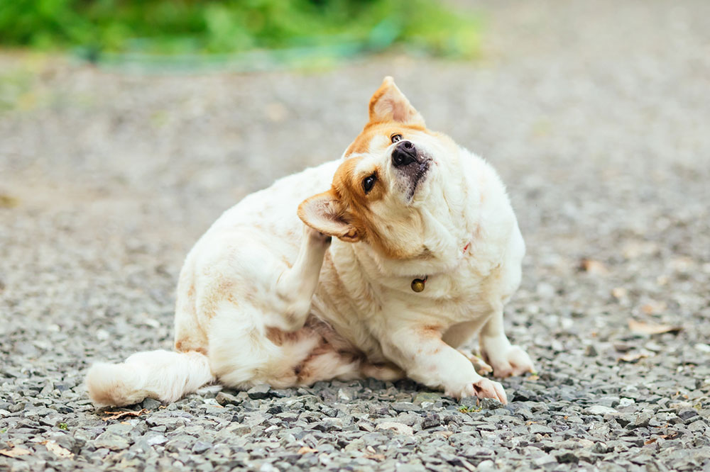 Remedies to help pet dogs ditch the itch